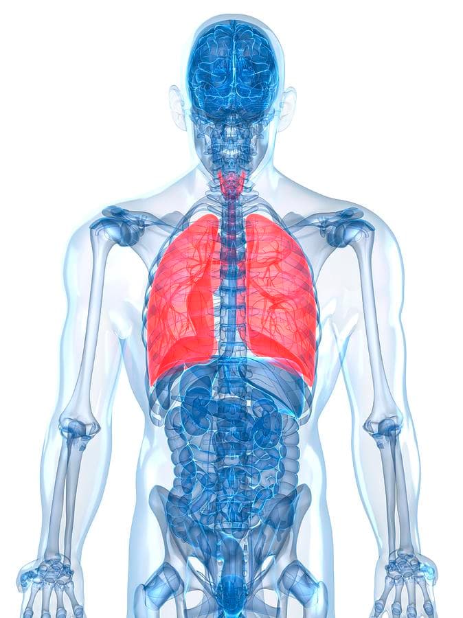 lung